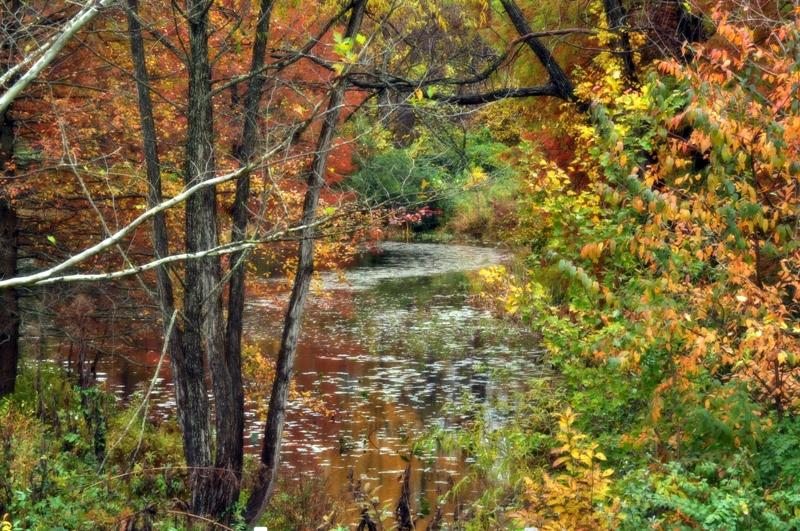 Illustration for article titled Shooting Challenge Fall Leaves Gallery 11